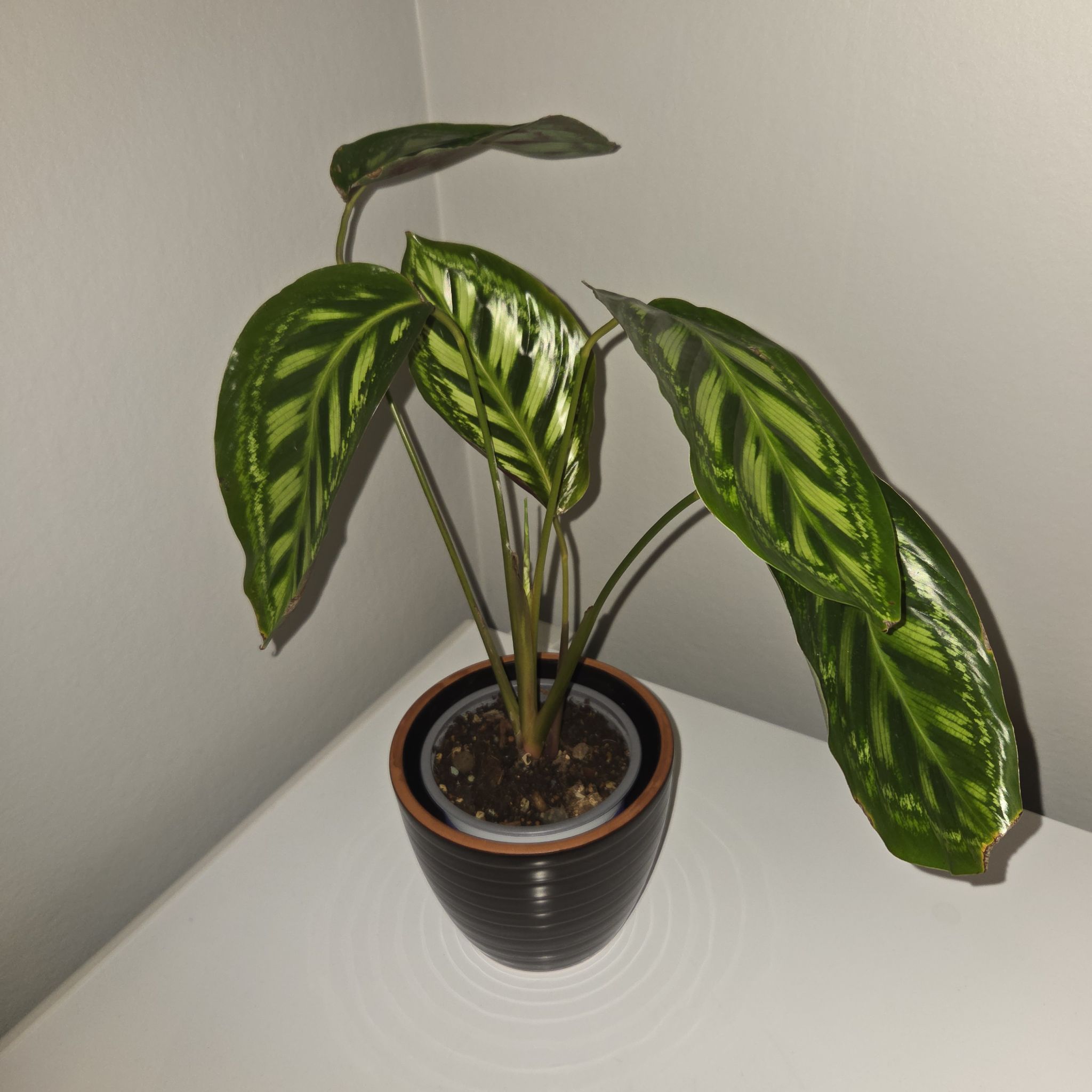Photo of the plant species Calathea 'Flamestar' by @MockingJay named Go. Blaze on Greg, the plant care app