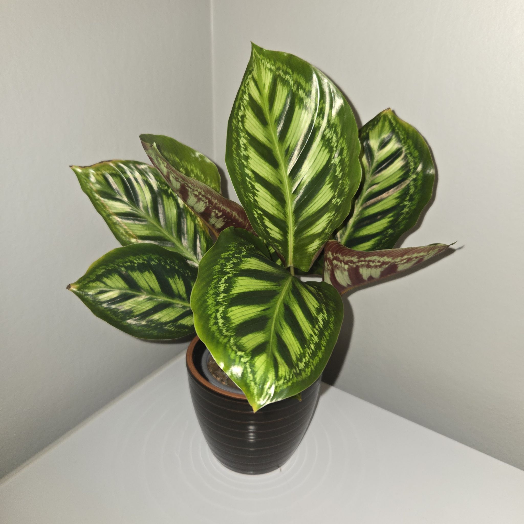 Photo of the plant species Calathea 'Flamestar' by @MockingJay named Go. Blaze on Greg, the plant care app