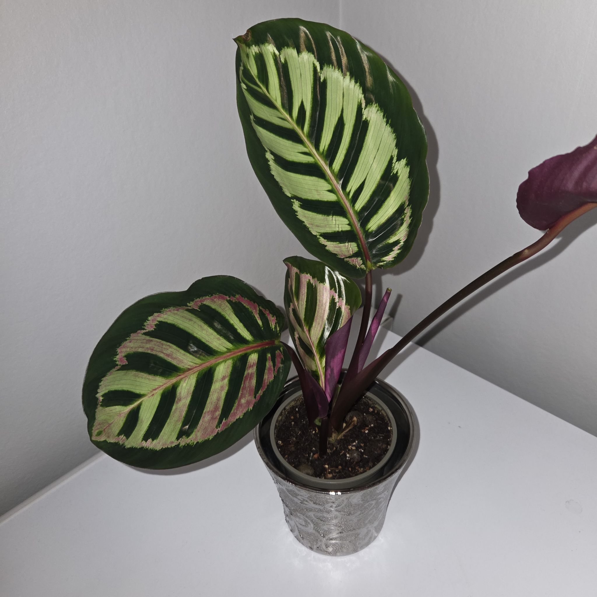 Photo of the plant species Calathea 'Cora' by @MockingJay named Go. Lucy on Greg, the plant care app