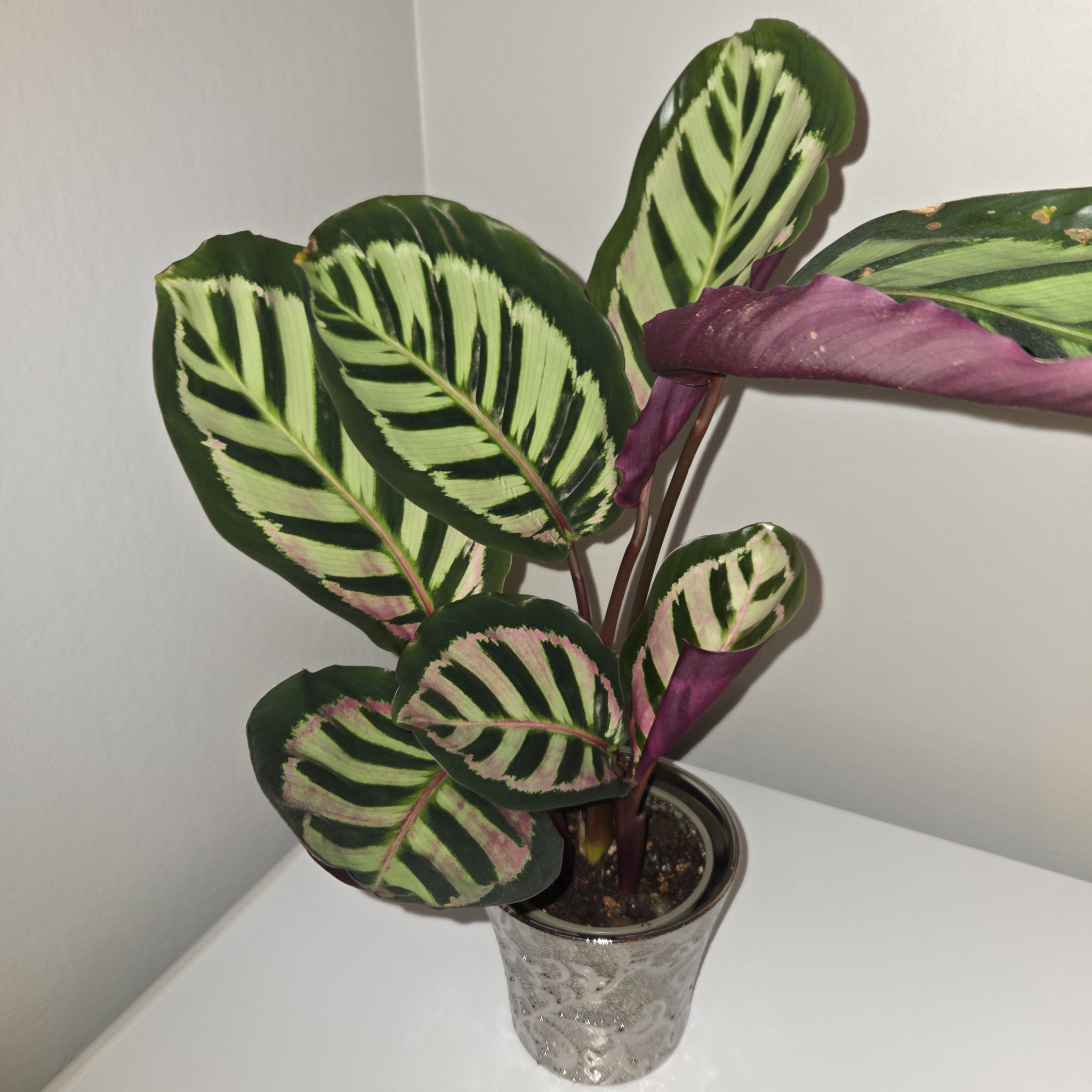 Photo of the plant species Calathea 'Cora' by @MockingJay named Go. Lucy on Greg, the plant care app