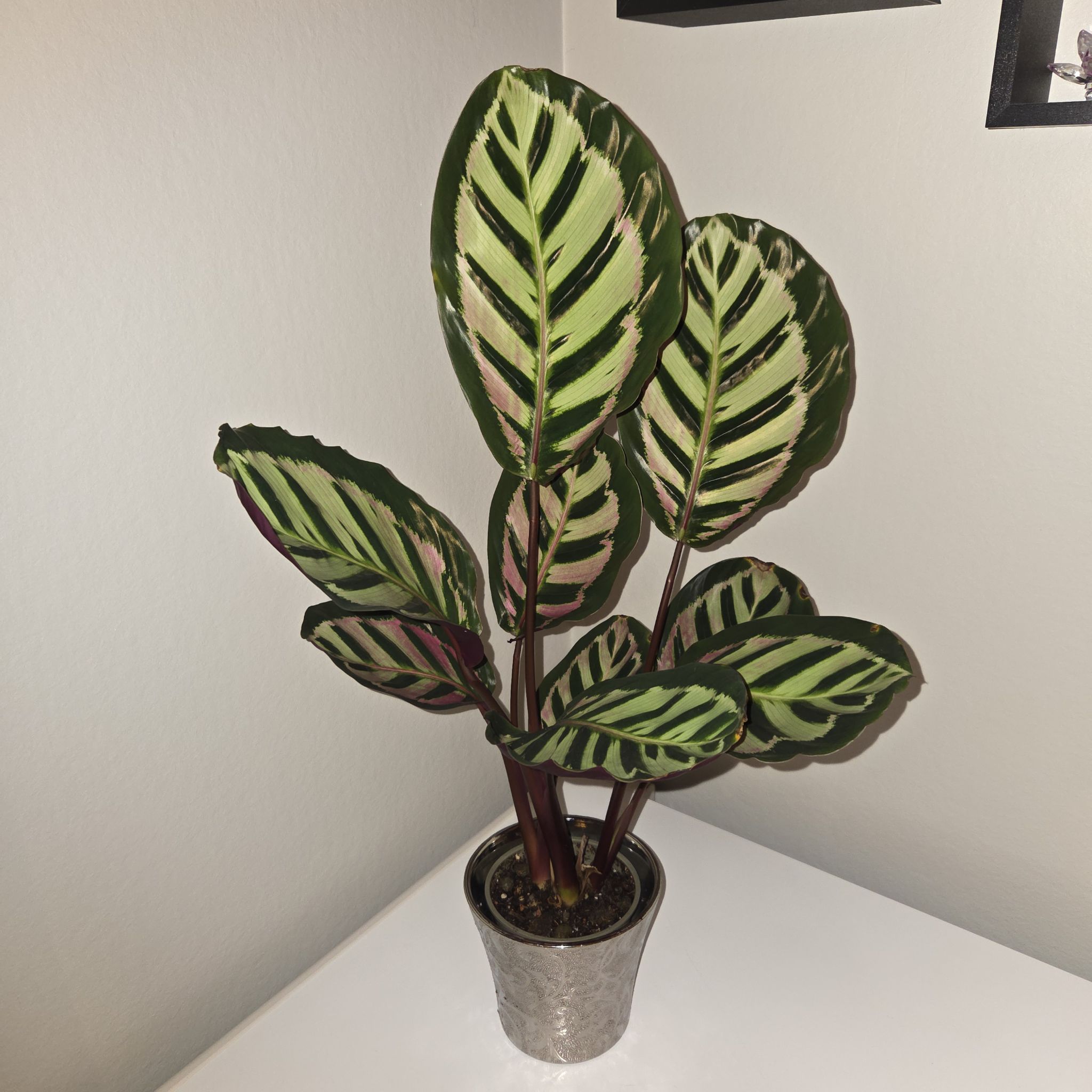 Photo of the plant species Calathea 'Cora' by @MockingJay named Go. Lucy on Greg, the plant care app