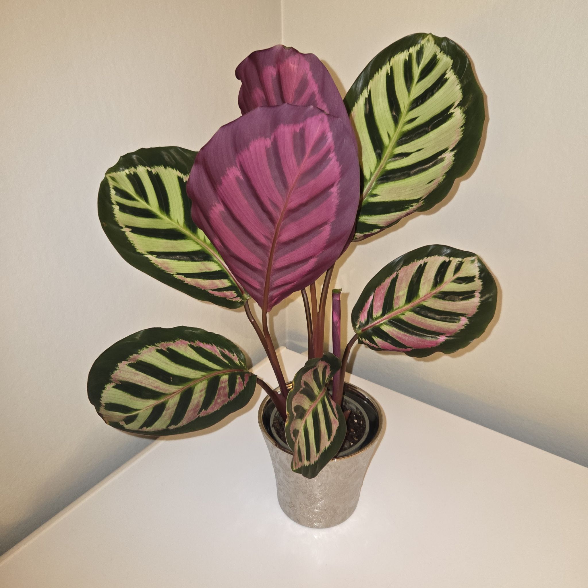 Photo of the plant species Calathea 'Cora' by @MockingJay named Go. Lucy on Greg, the plant care app
