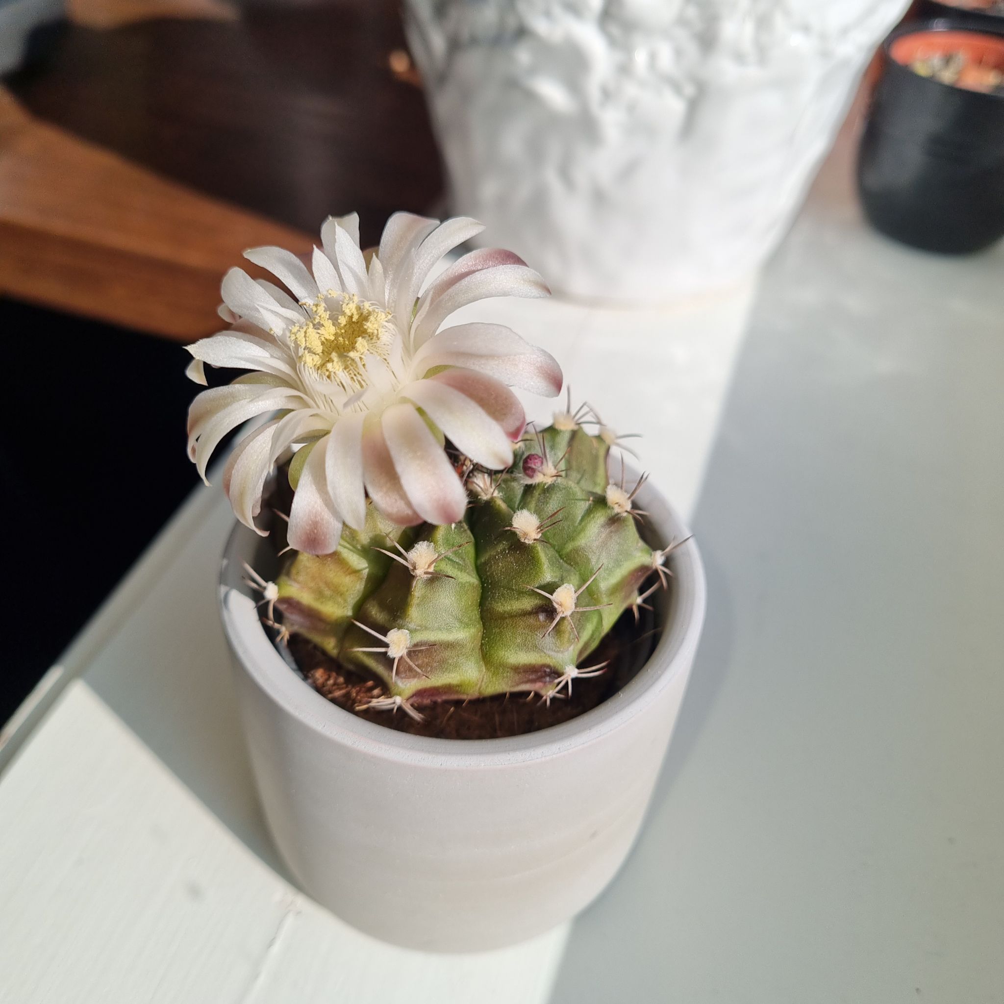 Photo from the post