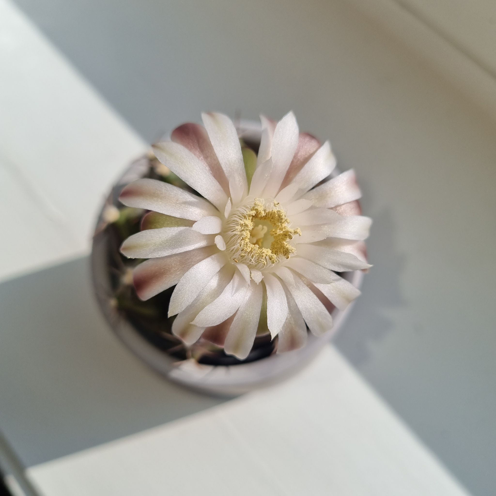 Photo from the post