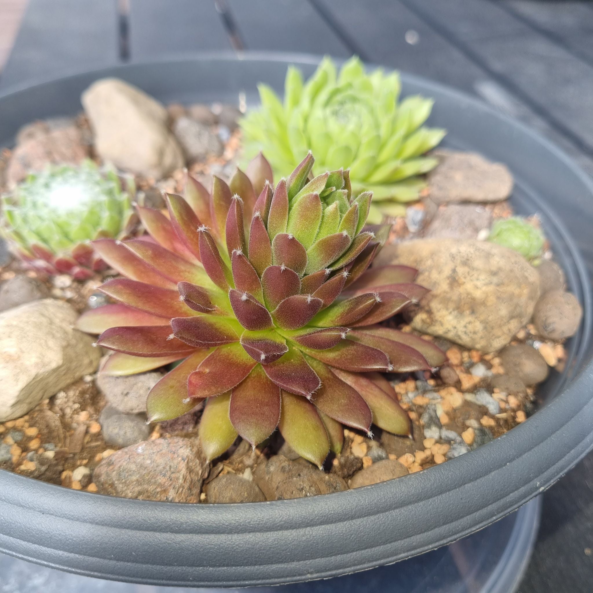 センペルビウム フランダースパッション Flander's Passion