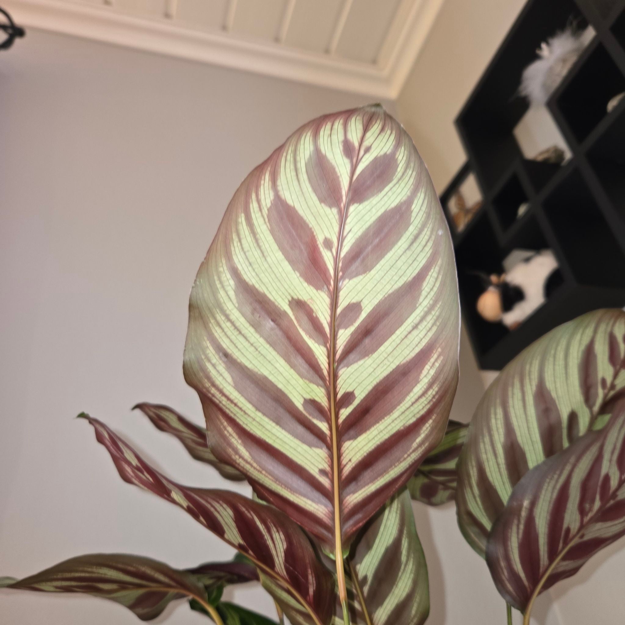 Hello everyone 🤗 Just starting today with showing off on