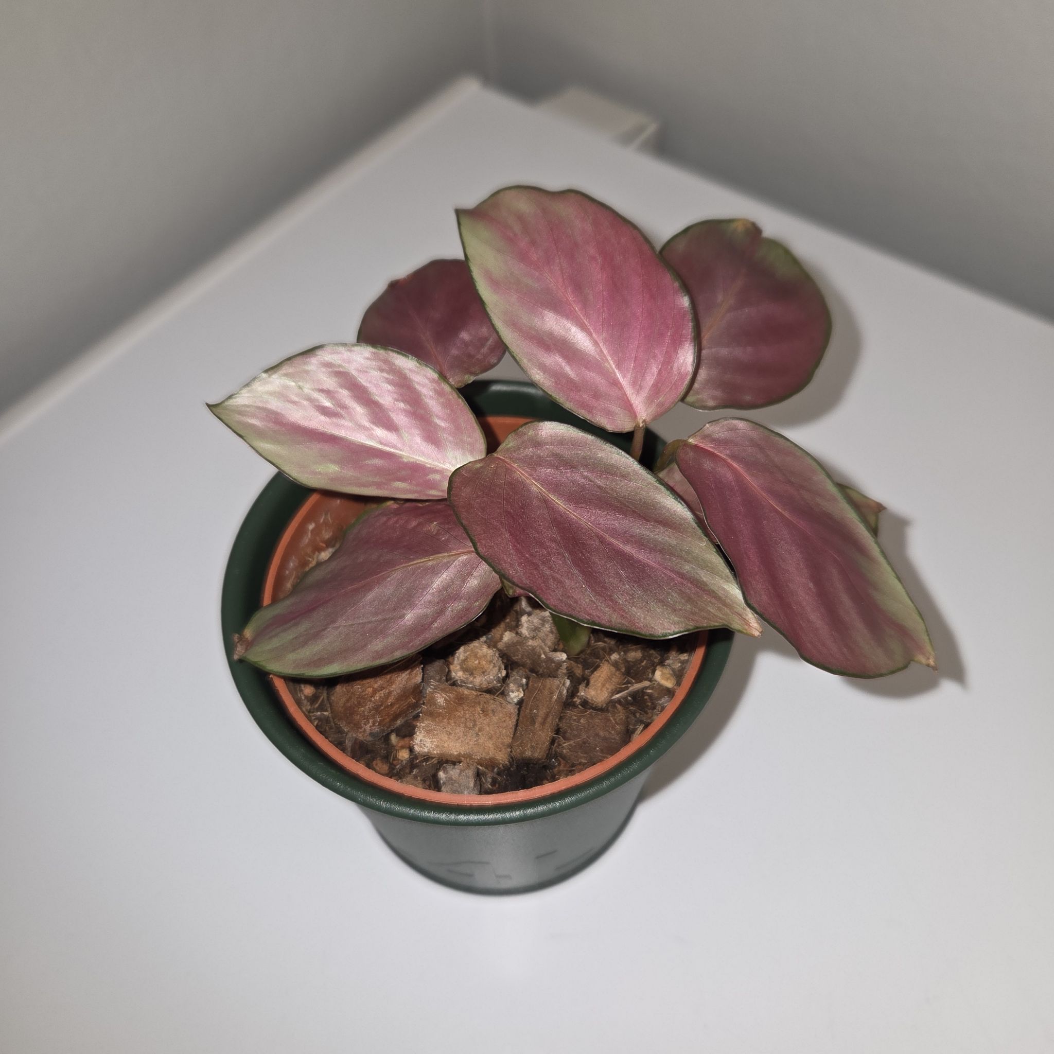 Photo from the post