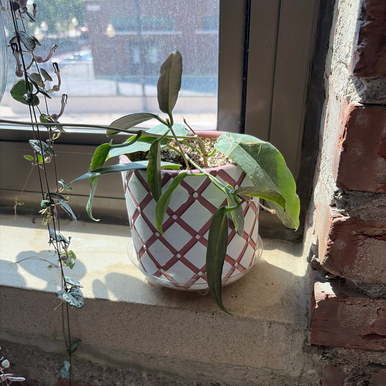Photo of the plant species Hoya Archboldiana by @BoisterousRosea named Messi on Greg, the plant care app
