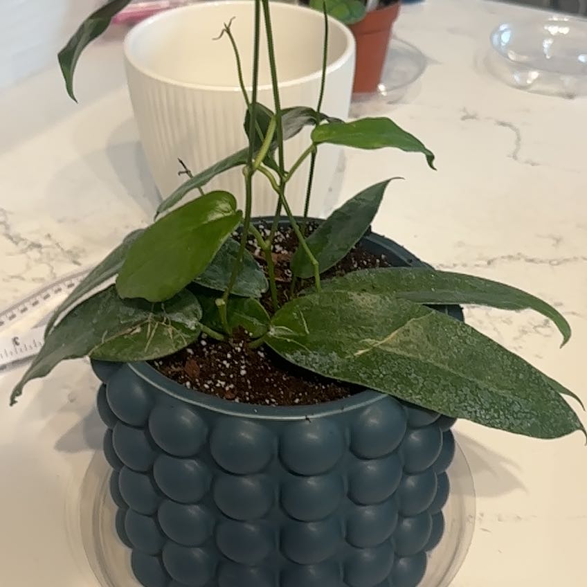 Photo of the plant species Hoya Archboldiana by @BoisterousRosea named Messi on Greg, the plant care app