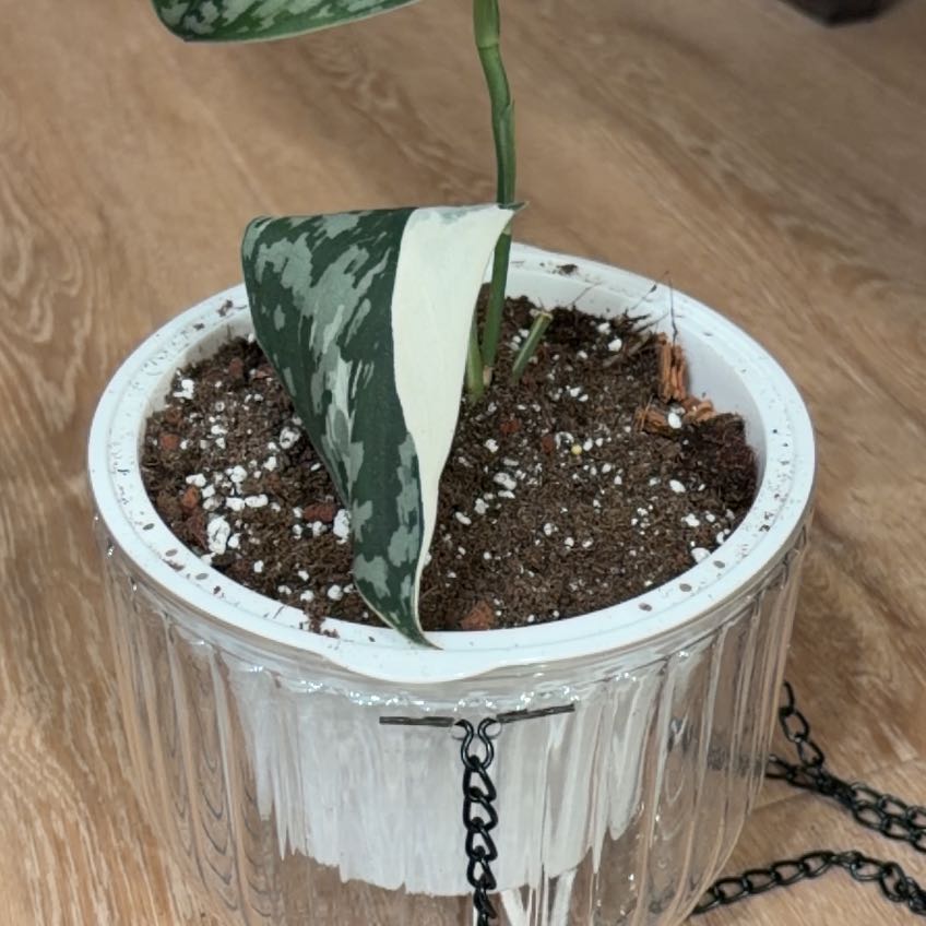 Photo of the plant species Scindapsus pictus 'Silver Hero' by @BoisterousRosea named Robert Plant on Greg, the plant care app