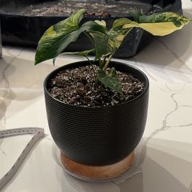 Photo of the plant species Syngonium aurea by @BoisterousRosea named Mochi on Greg, the plant care app