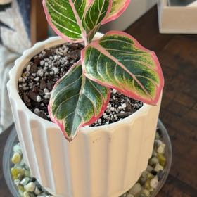 Photo of the plant species Aglaonema 'Lotus Delight' by @BoisterousRosea named Kesha on Greg, the plant care app