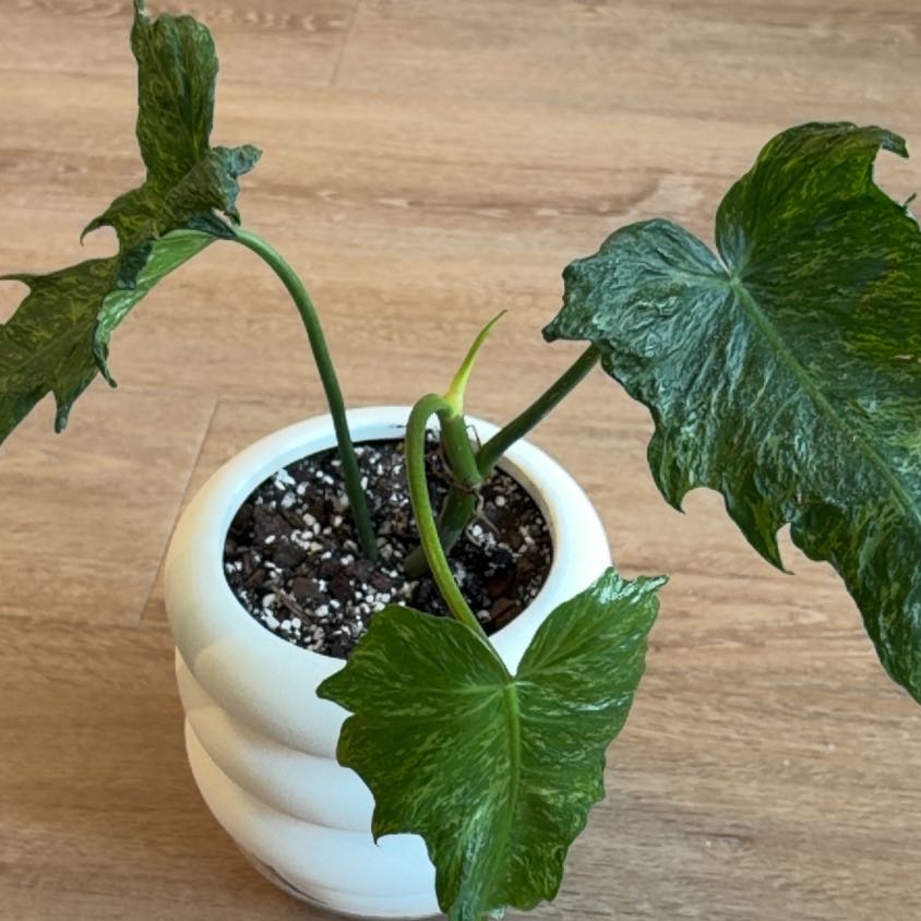 Photo of the plant species Philodendron Mottled Dragon by @BoisterousRosea named Figyonce on Greg, the plant care app