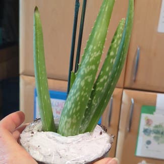 Aloe Vera plant in Davis, California