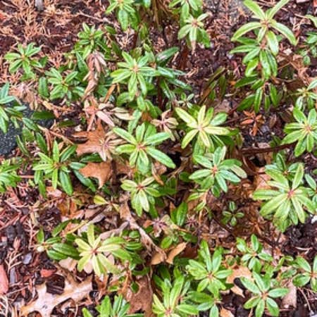 Photo of the plant species Chinese Barberry by @DeftDamascisa named Aristotle on Greg, the plant care app