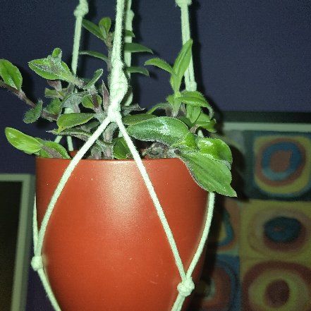 Photo of the plant species Tradescantia Purple Scimitars by @SupremeDaisy named Mochi on Greg, the plant care app