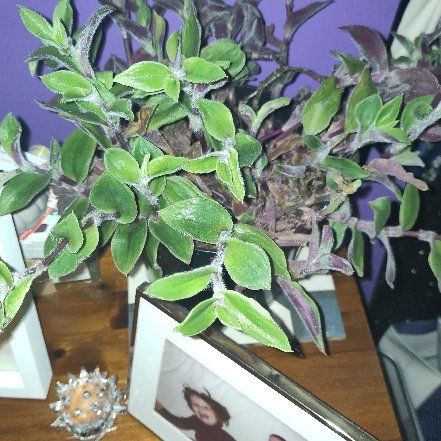 Photo of the plant species Tradescantia Purple Scimitars by @SupremeDaisy named Sproutacus on Greg, the plant care app