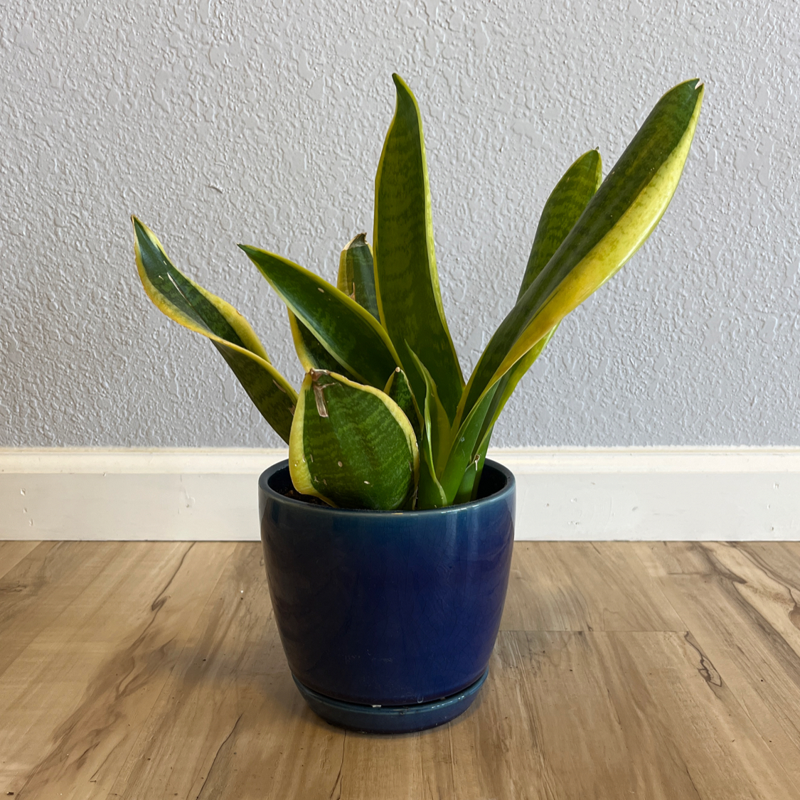 Potted Golden Flame Snake Plant with upright, elongated leaves in a blue pot.