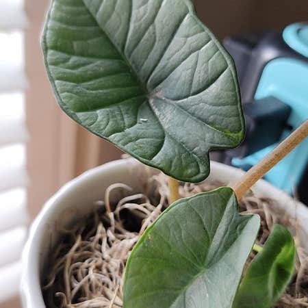 Photo of the plant species Alocasia Platinum by @h3dakota named Arrow on Greg, the plant care app