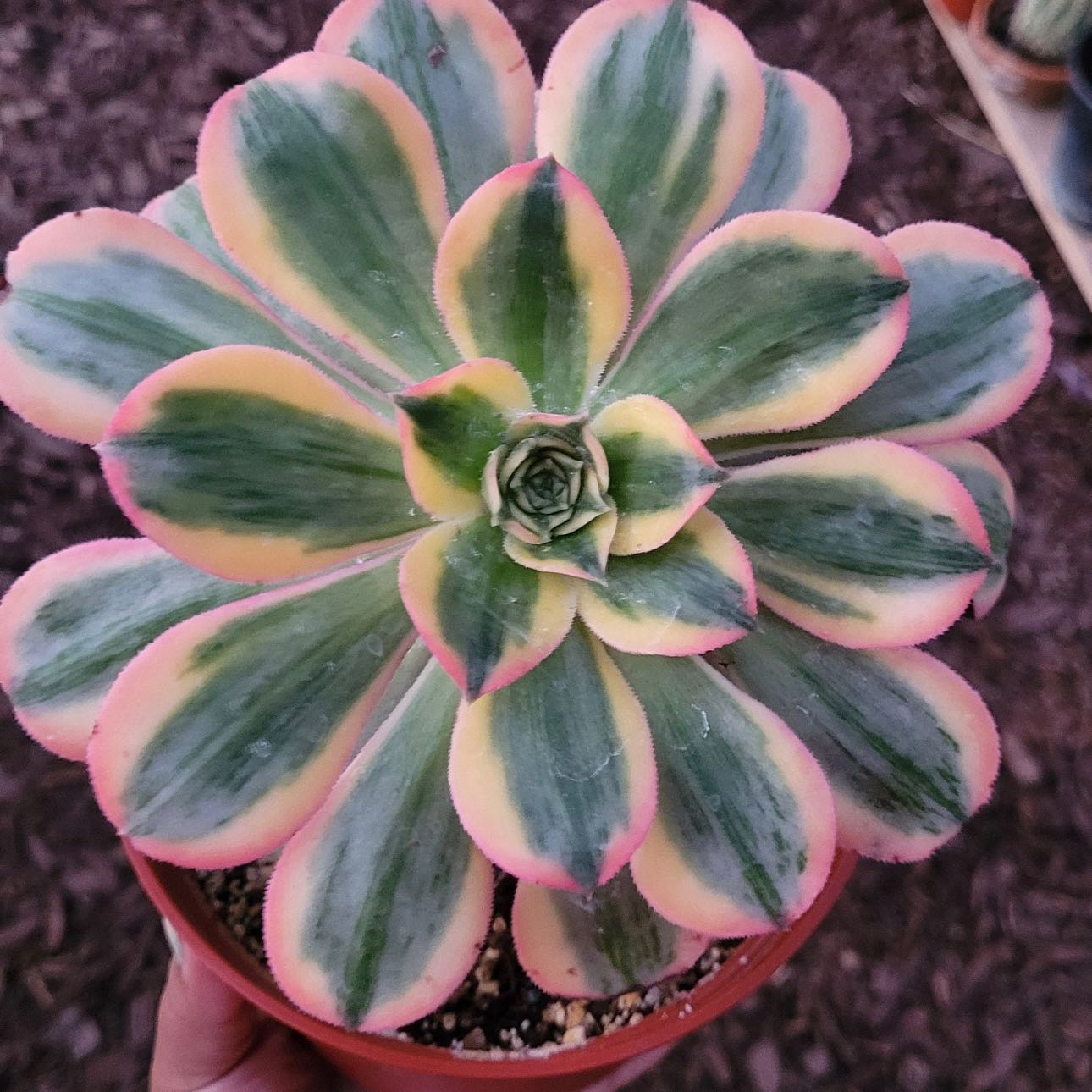 Aeonium 'Sunburst' plant with variegated leaves in a pot, well-centered and healthy.