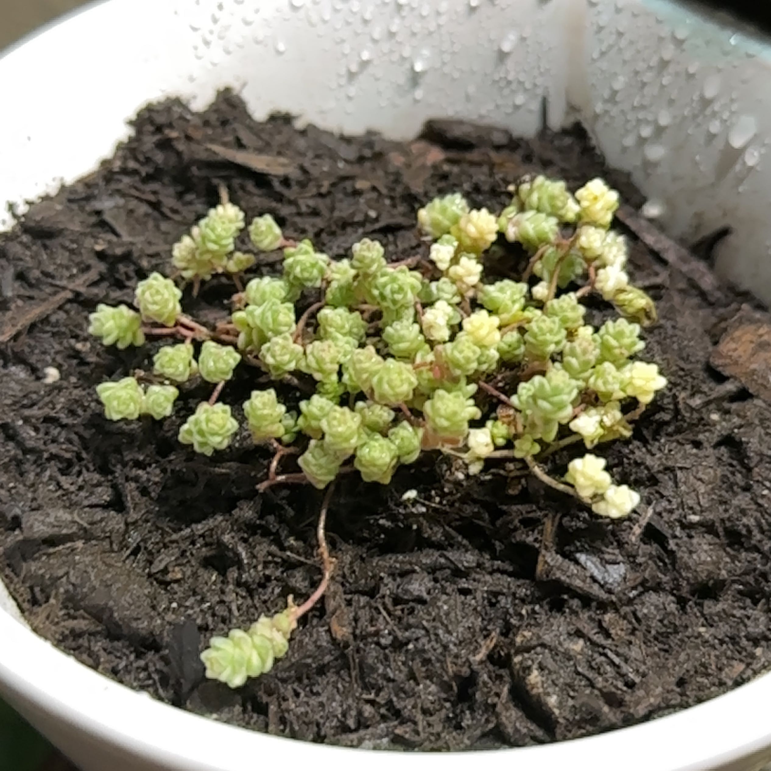 Photo of the plant species Sedum 'Suzie Q English' by @tanaraine named Willow on Greg, the plant care app