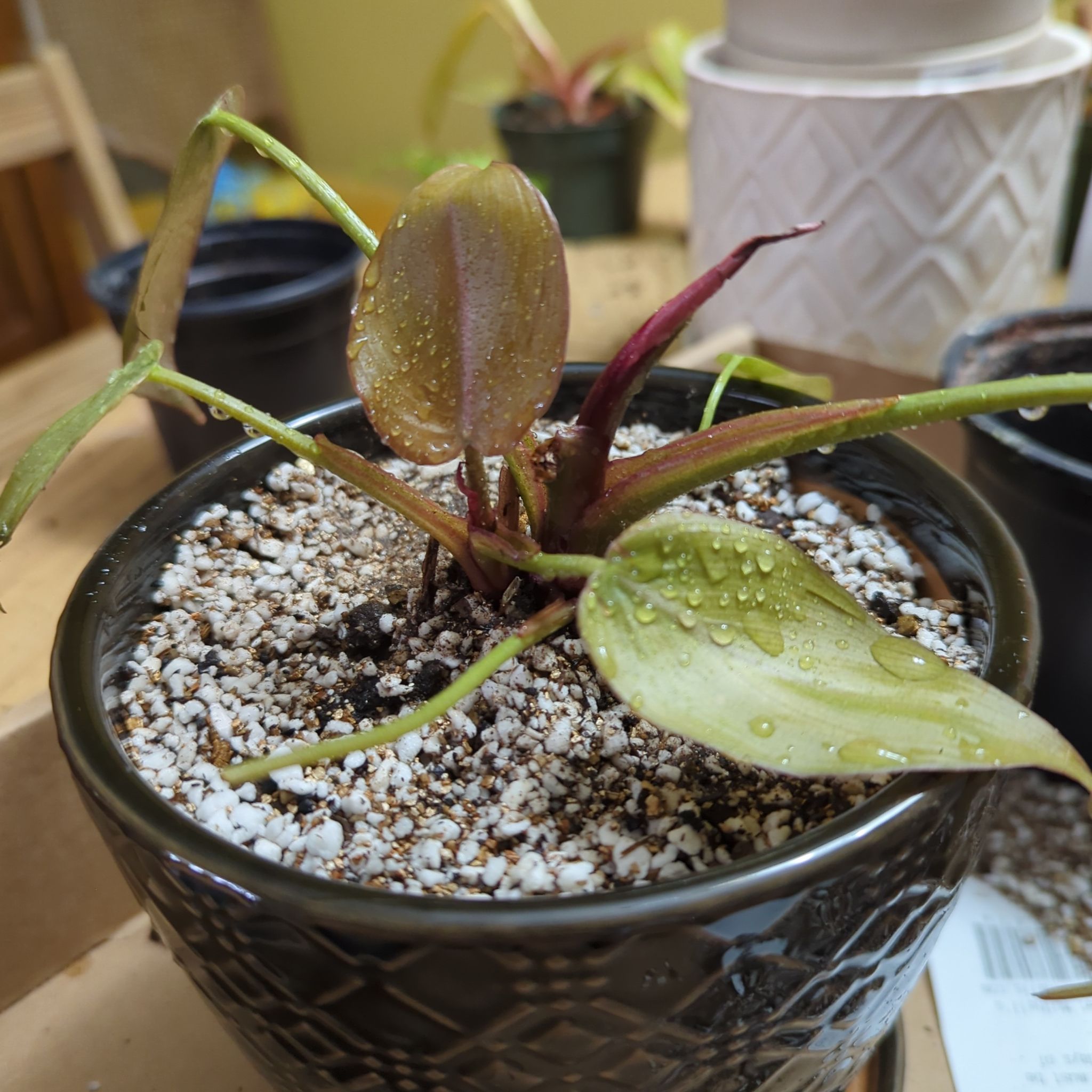 Philodendron 'Summer Glory' plant in a pot with visible soil and some yellowing and browning leaves.