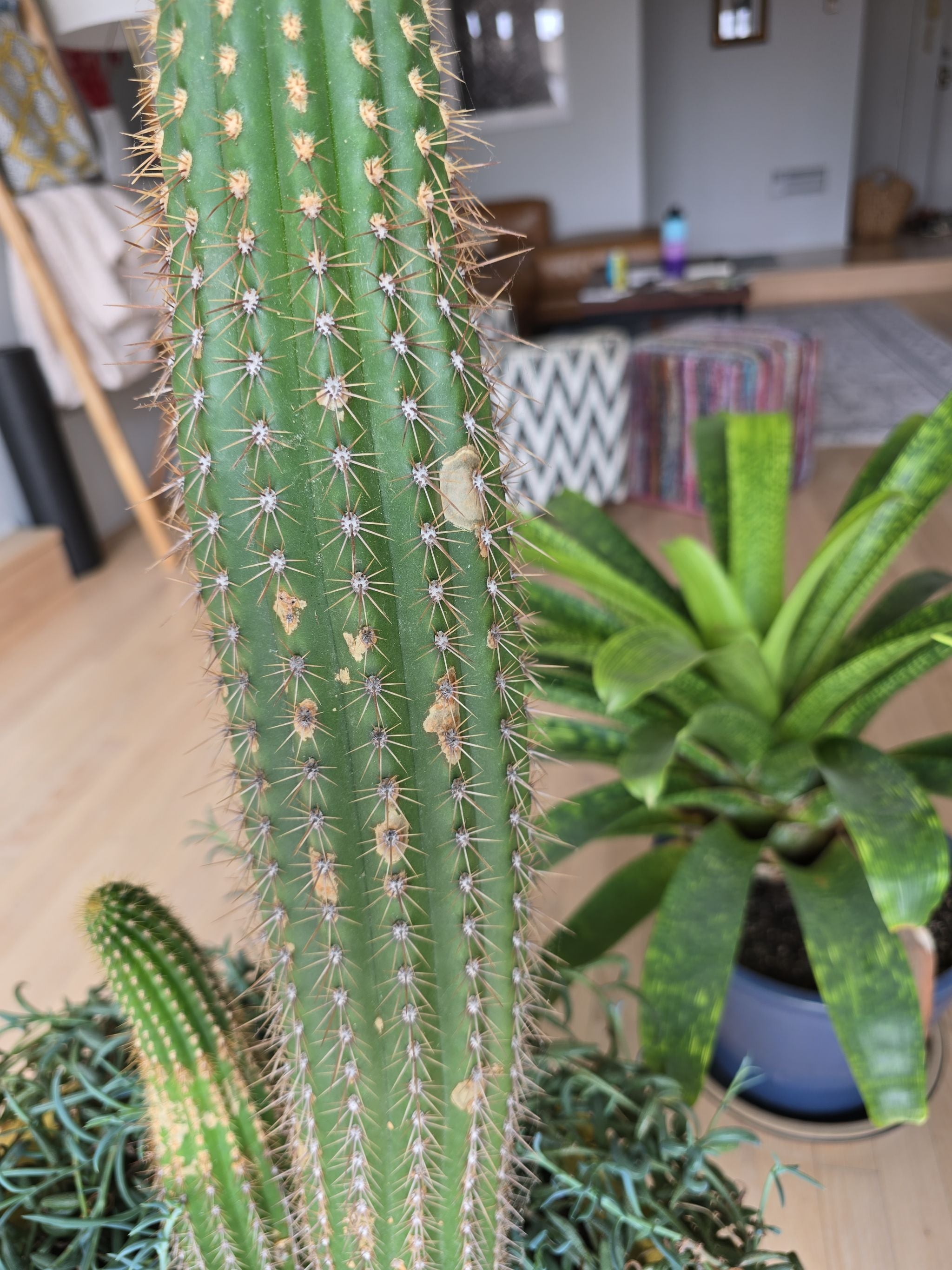 Echinopsis Plant Care Water, Light, Nutrients Greg App 🌱