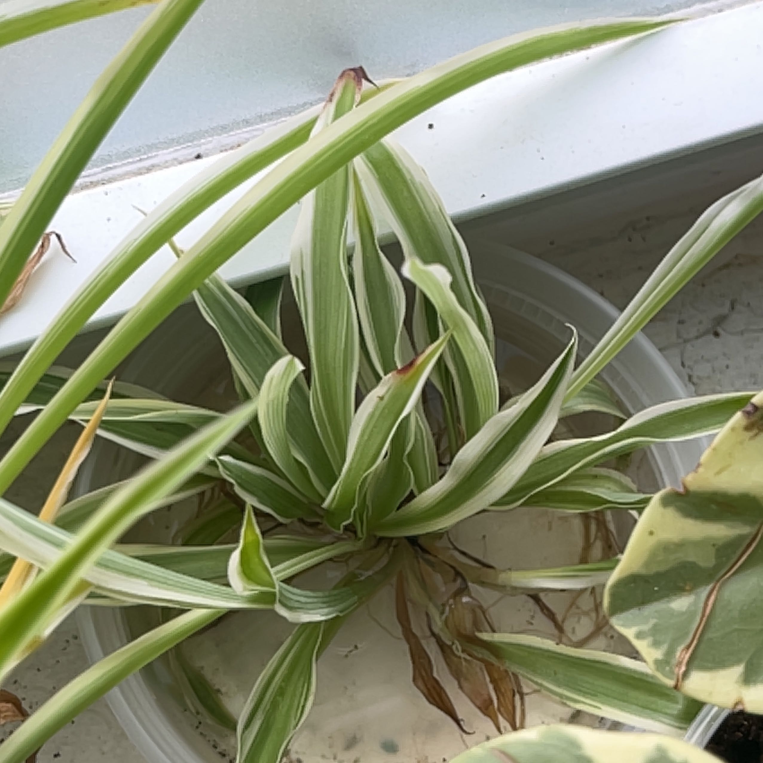 🕷 Why Are My Spider Plant Leaves Mushy?