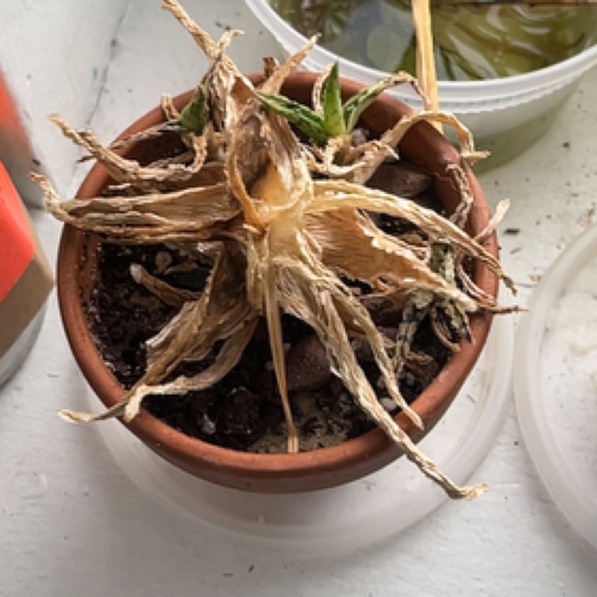 A potted plant with dried, brown leaves and visible soil, indicating poor health.