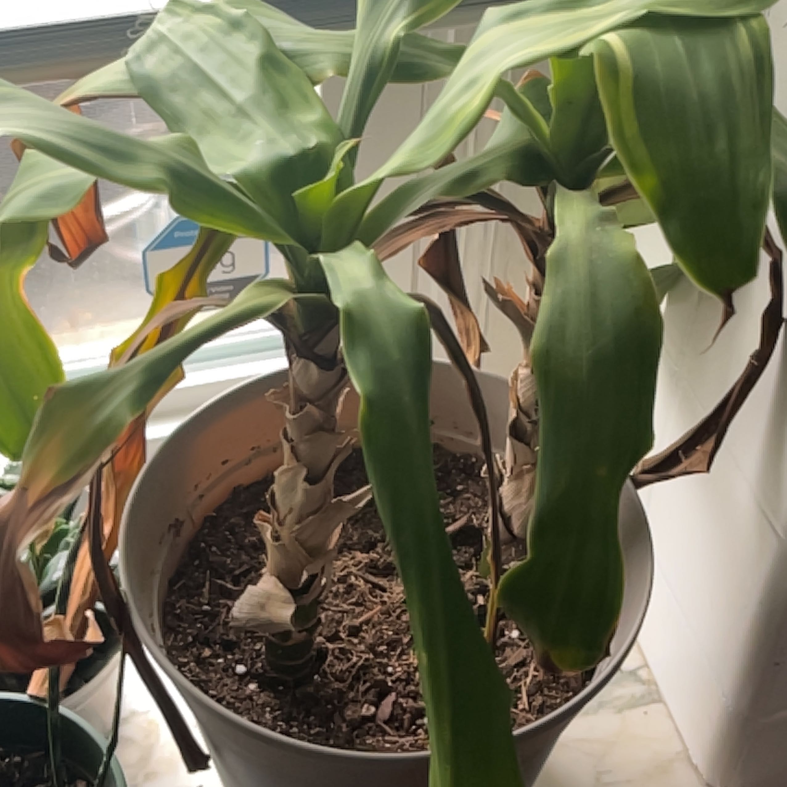 A healthy Blue-Stem Yucca plant with long, arching green leaves growing in a pot, photographed indoors.