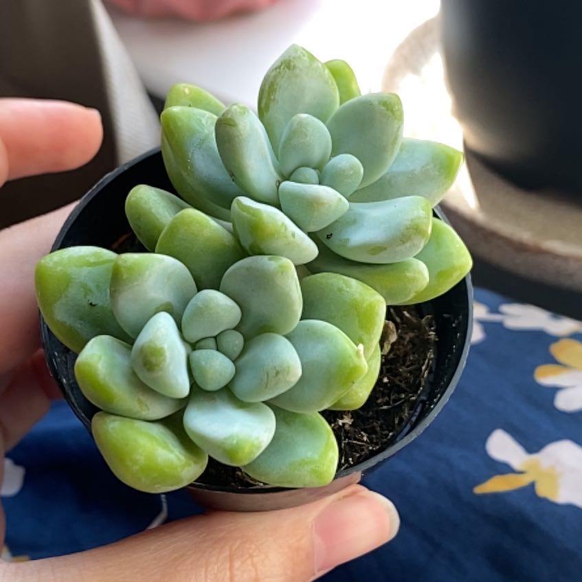 A healthy Sedum treleasei succulent in a small pot, held by a hand.