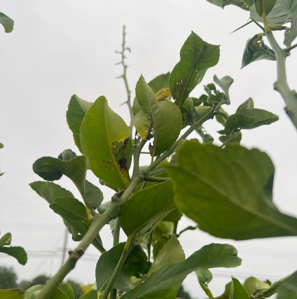 Common Gardenia plant with some yellowing and browning leaves.