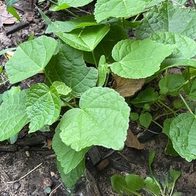 Wax Mallow uploaded to the Greg plant app by @AlertNikaupalm