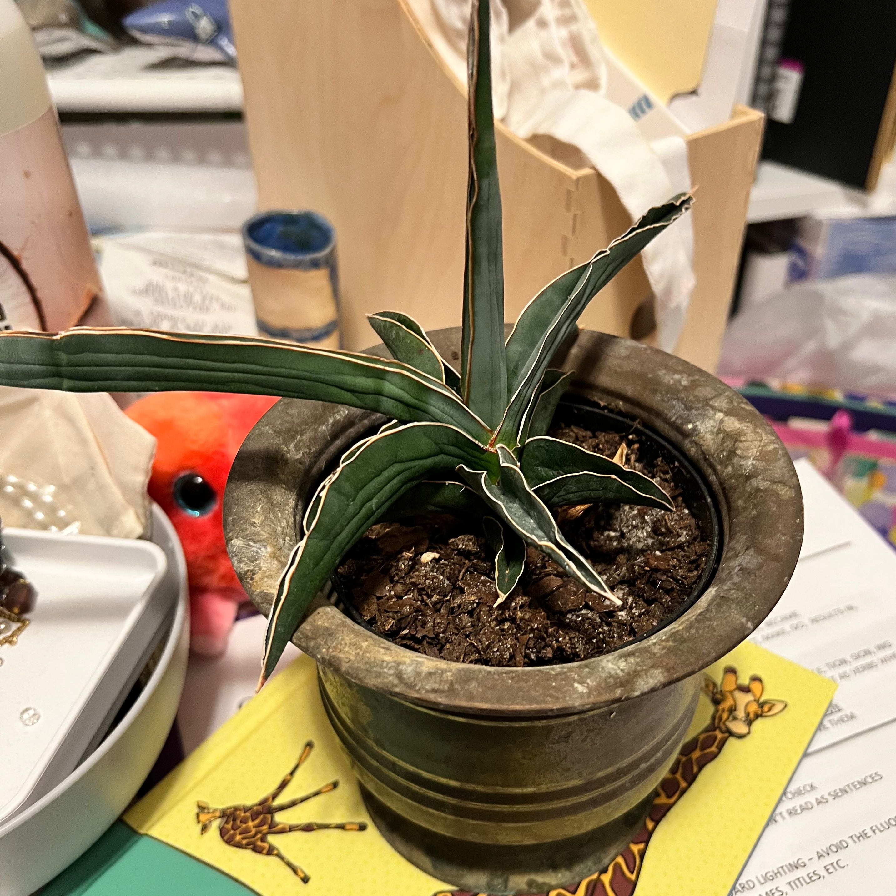 Photo of the plant species Sansevieria 'Samurai' by @DurableShamrock named Fat Bottom Girl on Greg, the plant care app
