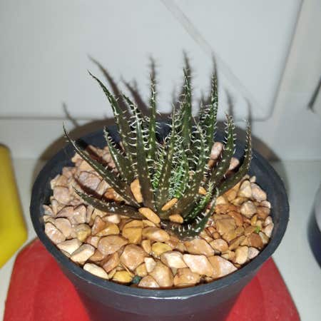 Photo of the plant species Aloe Erinacea by @SavvyAngelwings named ? on Greg, the plant care app