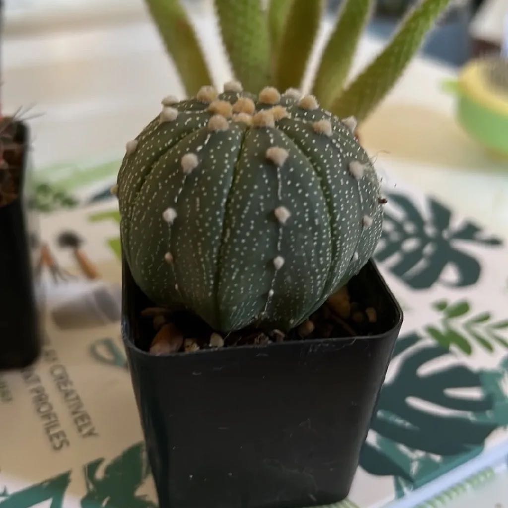 Sand Dollar Cactus (Astrophytum asterias) in a small black pot, healthy and well-focused.