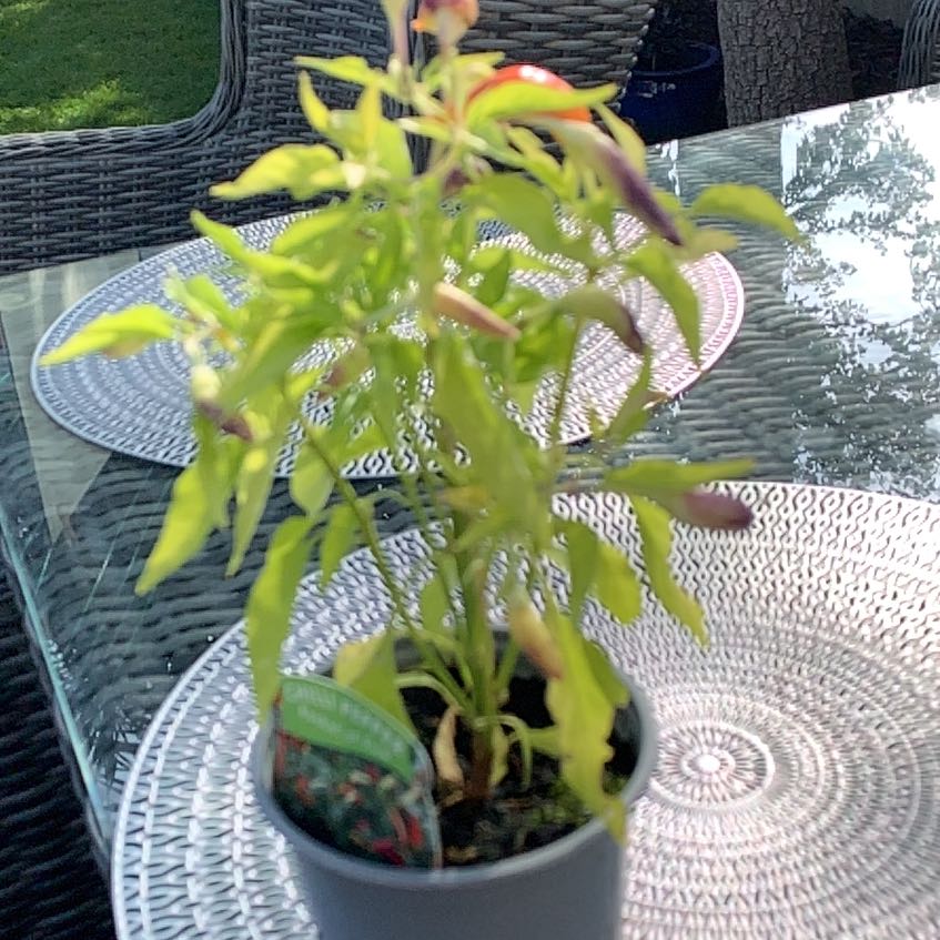 Photo of the plant species Basket of Fire Pepper by @DoughtyGuepinia named Spicy Bitch on Greg, the plant care app
