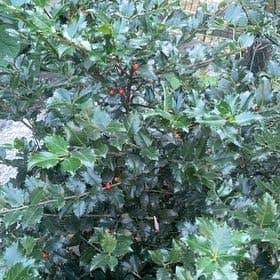 Photo of the plant species Holly by @PetSoftarnica named Bigleef Smalls on Greg, the plant care app