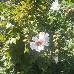 Korean Hibiscus plant