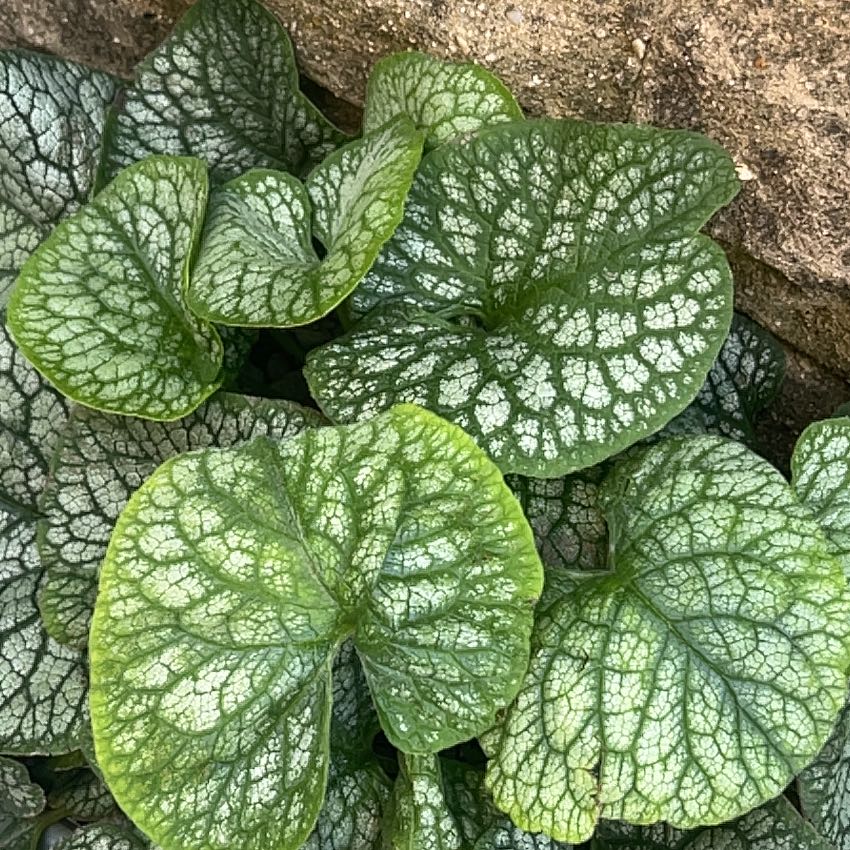 false Forget-Me-Not plant with large, heart-shaped leaves and white vein patterns.