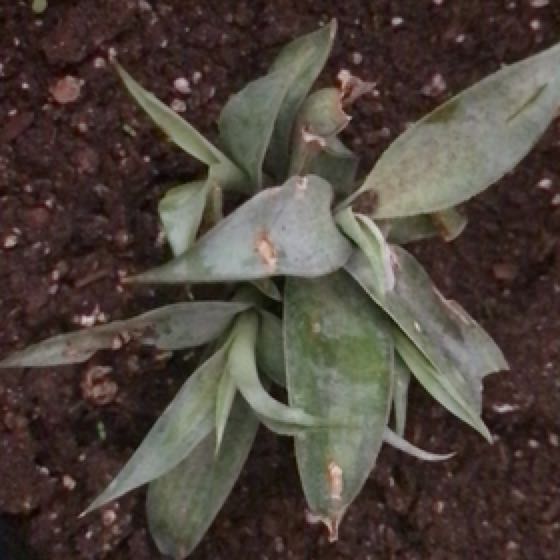 Photo of the plant species Mangave Purple People Eater by @KookyJellycup named Delilah on Greg, the plant care app