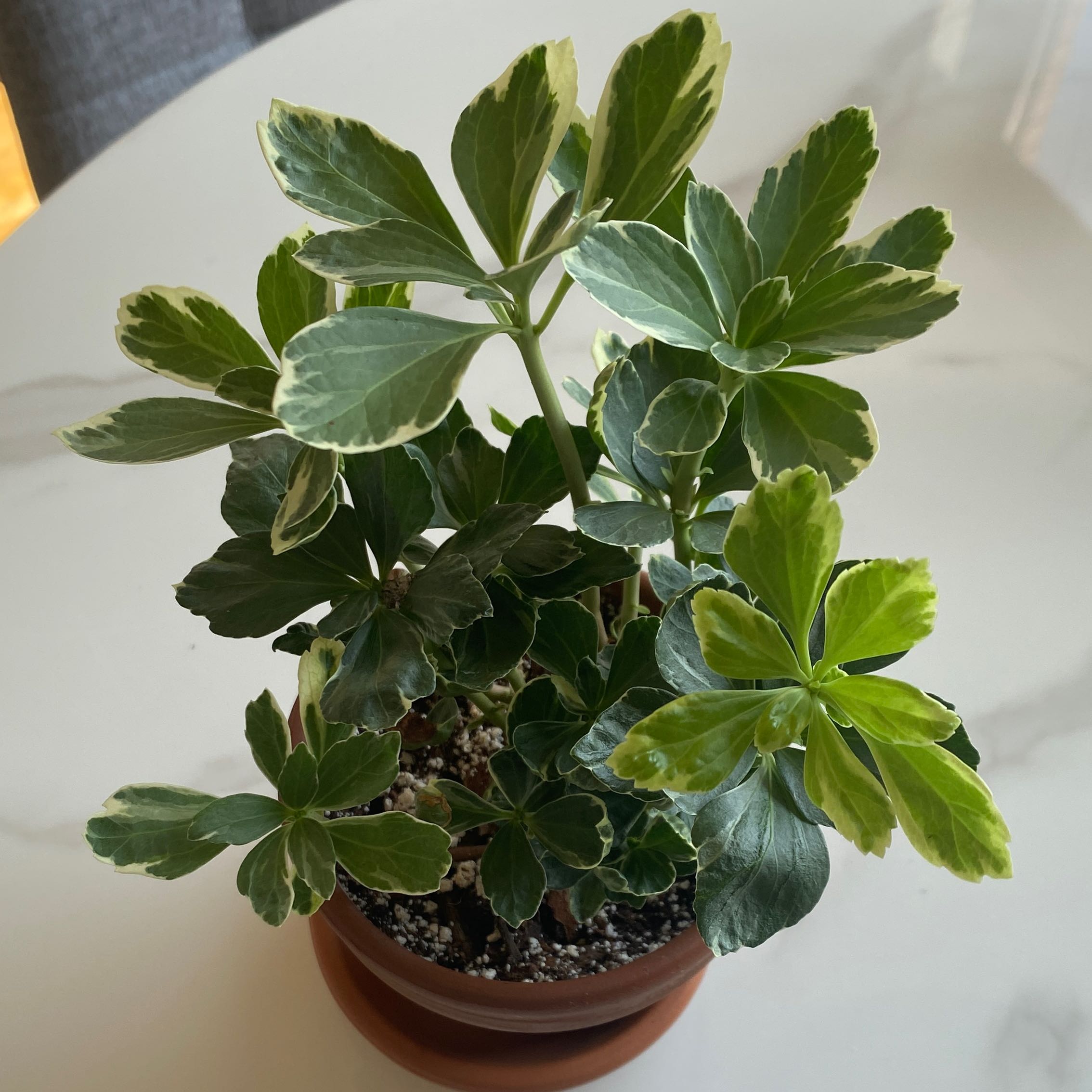 Potted Japanese Spurge plant with variegated leaves, healthy appearance.