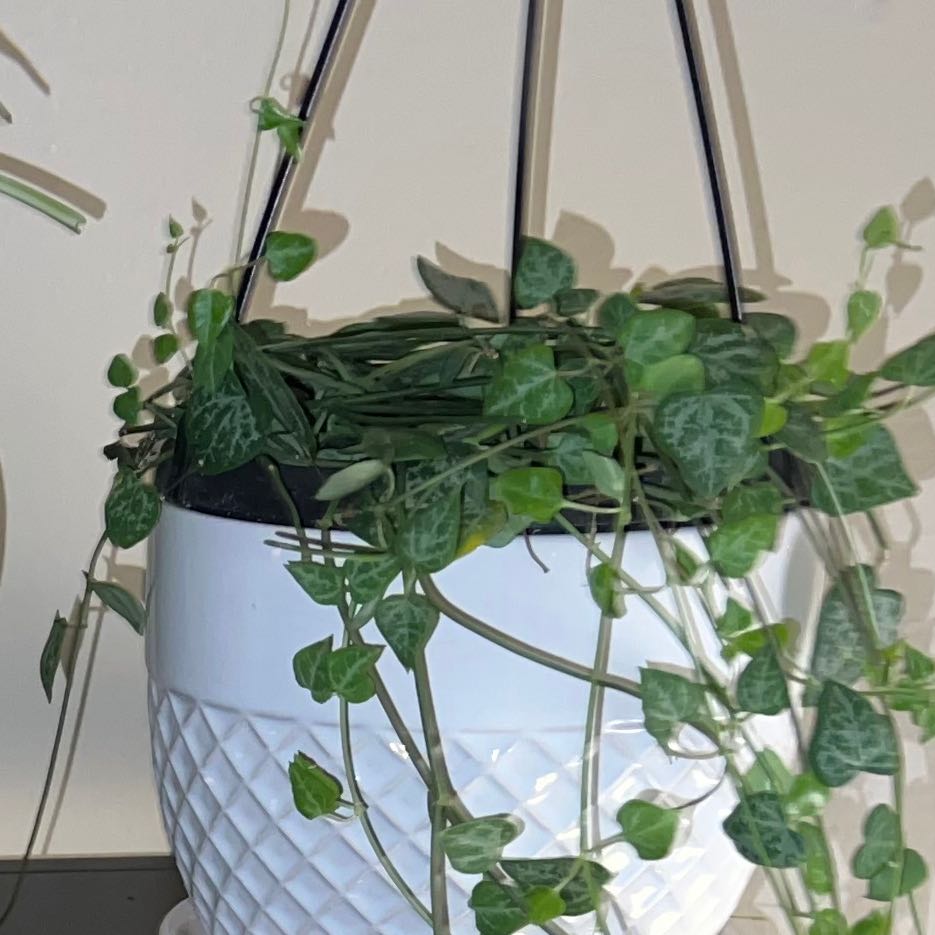 Hanging plant in a white pot with trailing vines and arrow-shaped leaves, identified as String Of Arrows.