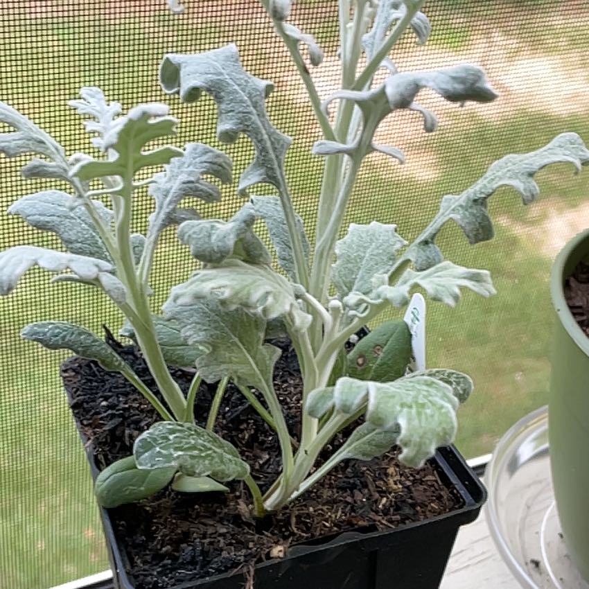 Photo of the plant species velvet centaurea by @ContentStaraloe named LiloStitch on Greg, the plant care app