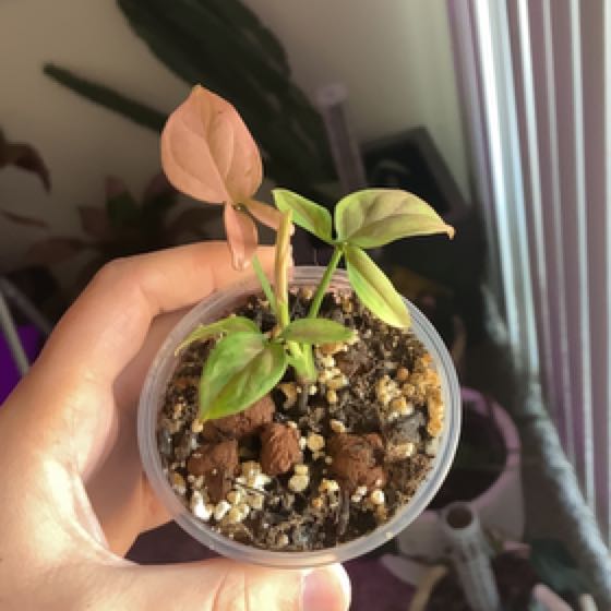 Photo of the plant species Pink Schott Syngonium by @FacileBogwillow named Keanu Leaves on Greg, the plant care app