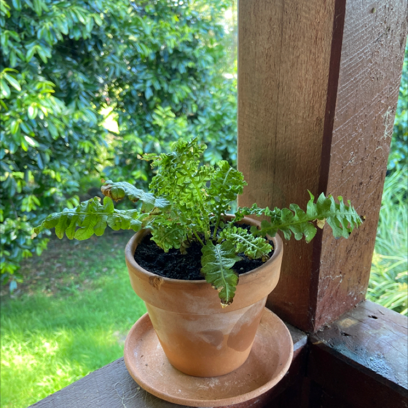 Potted Pacific Maidenhair Fern on a wooden surface with greenery in the background.