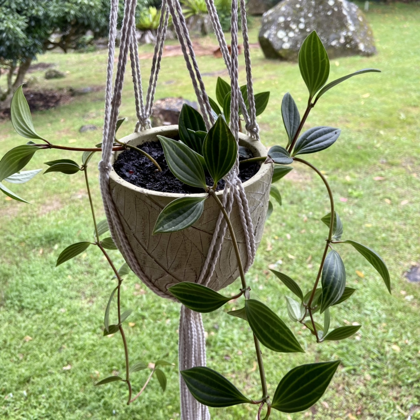 Radiator Plant in a hanging pot with vibrant green leaves in an outdoor garden setting.