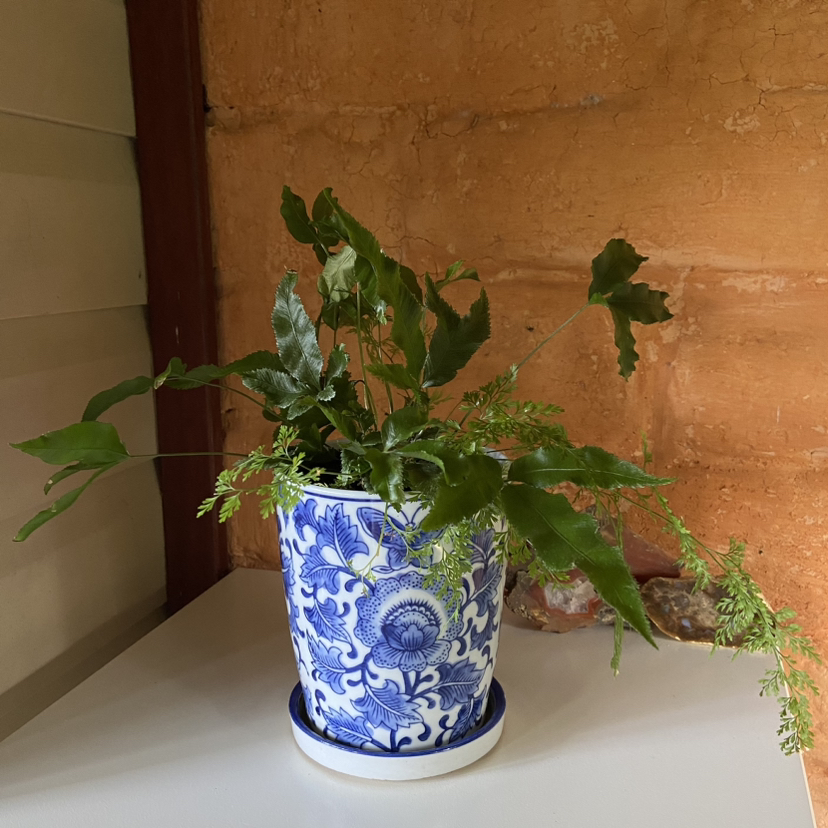 Potted Black Spleenwort plant in a decorative blue and white pot on a white surface indoors.