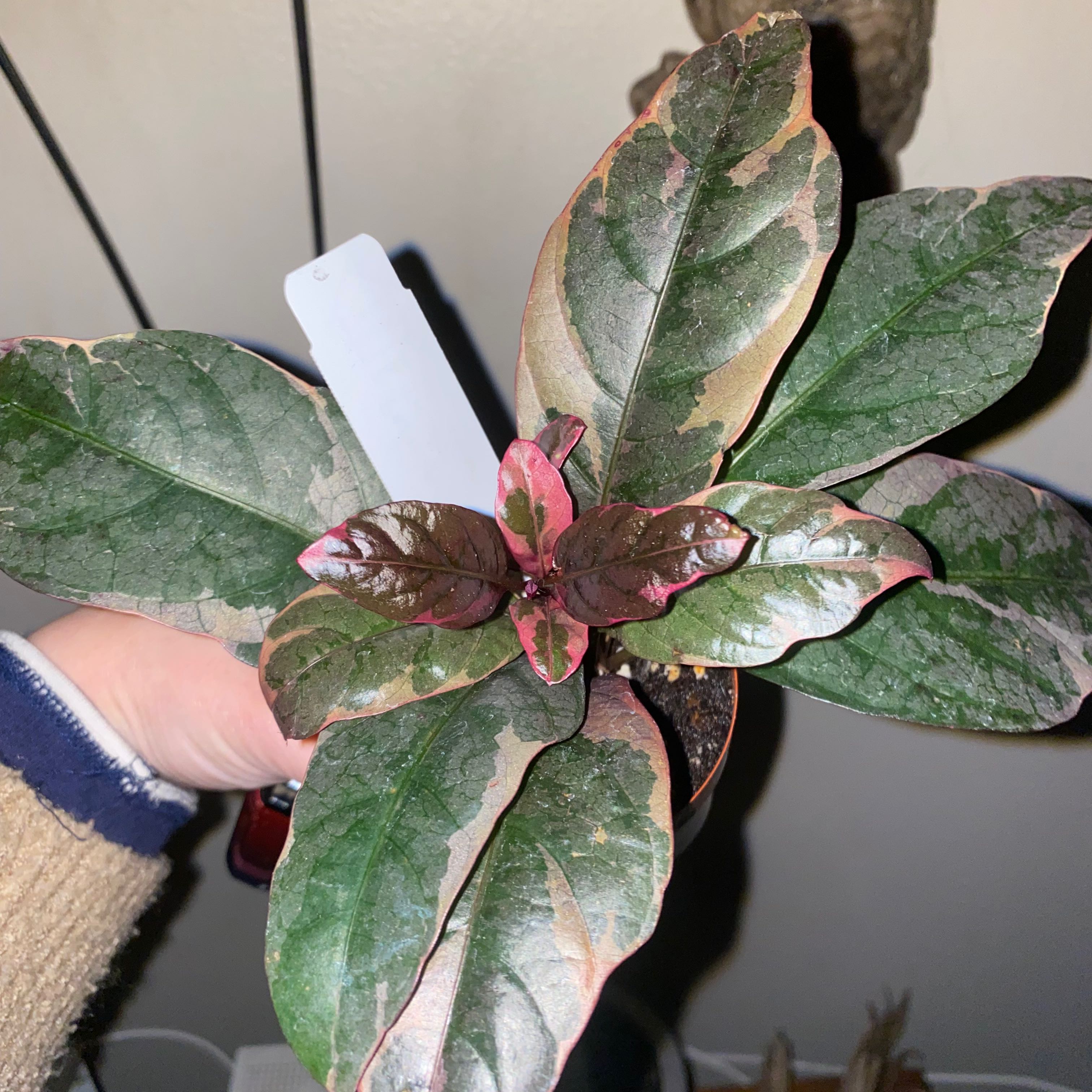 Photo of the plant species Rubrum by @Aloemyfriendly named Hemingway on Greg, the plant care app