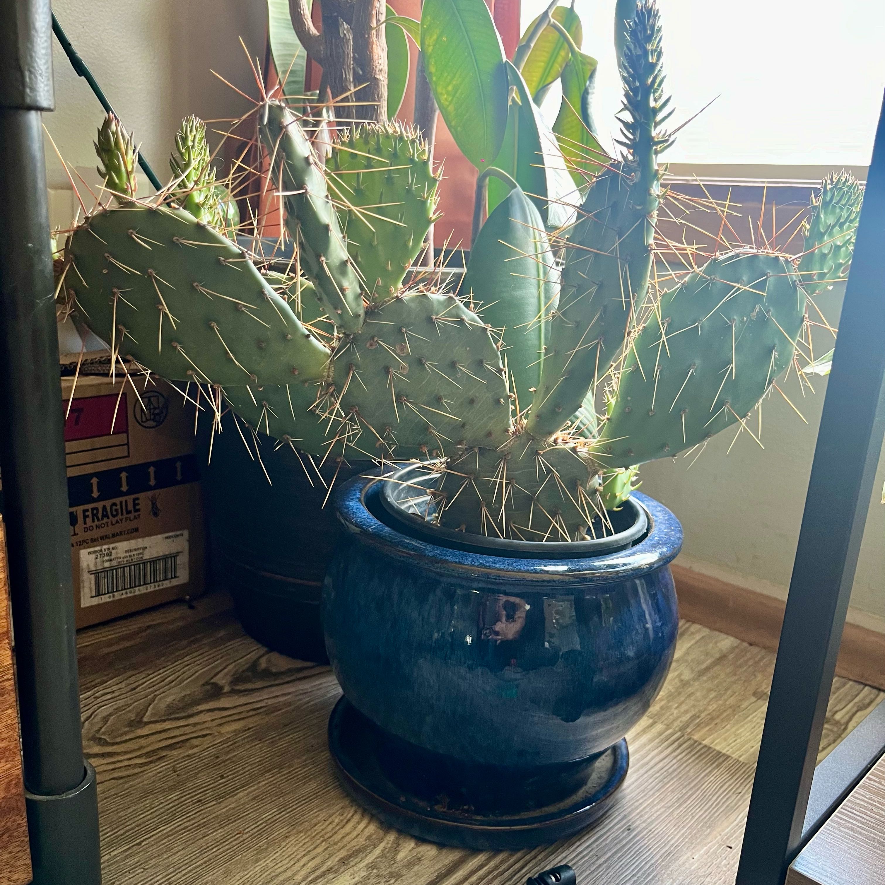 Brownspine Prickly Pear cactus in a blue pot, healthy and well-framed.